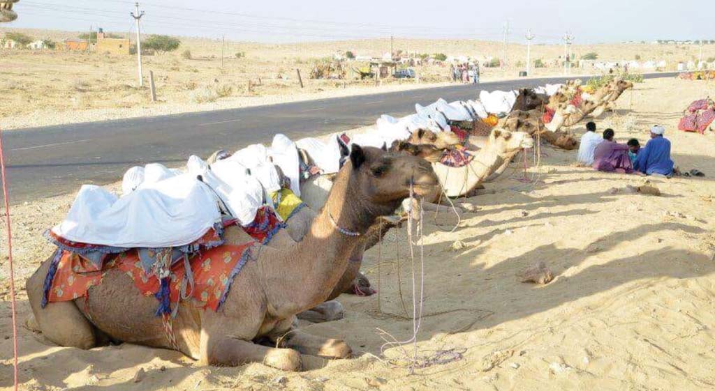 Desert Camp In Jaisalmer